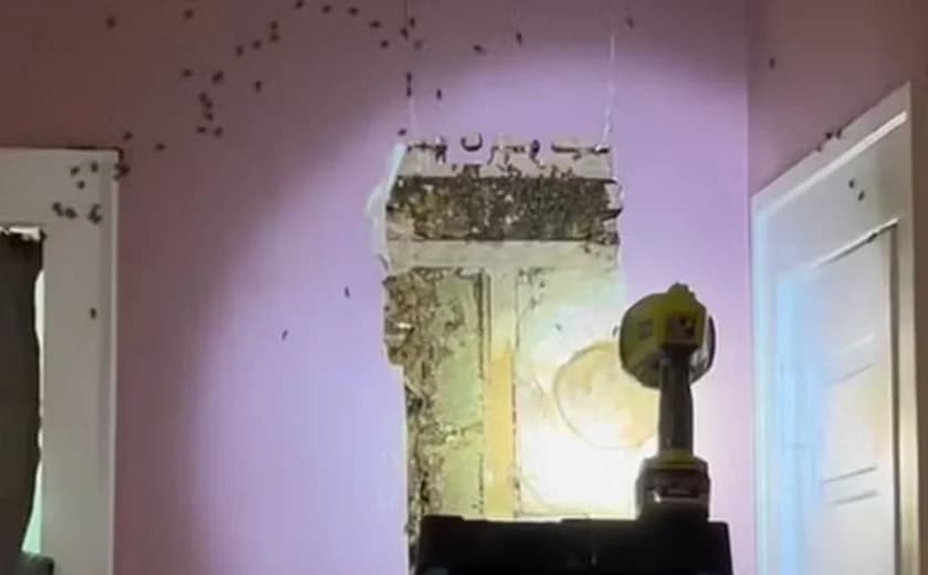 VÍDEO: Família nos EUA descobre 50 mil abelhas em parede de casa após filha ouvir “monstros”