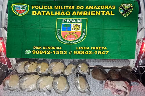 PM prende mulher e apreende 27 quelônios em Manaus