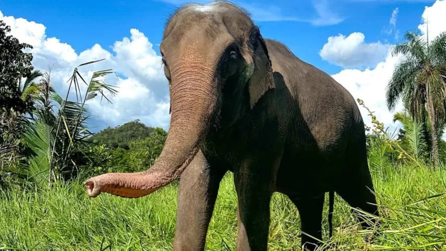 Elefanta de 52 que vivia em santuário morre por eutanásia após não querer mais se levantar