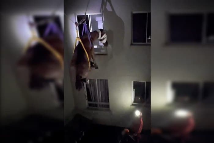 VÍDEO: Égua que estava presa no 3º andar de prédio é resgatada no RS