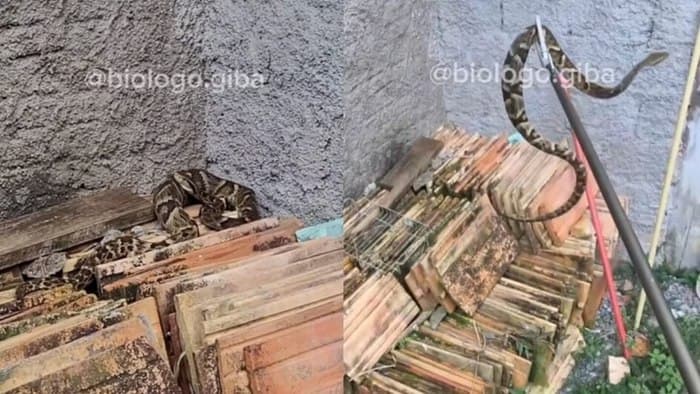 VÍDEO: Jararaca ‘gigante’ aparece em terreno e surpreende família em SC
