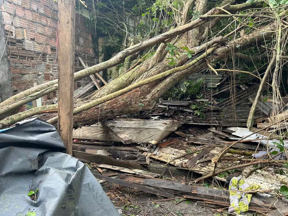 Queda de árvore destrói casa e mata homem na zona Oeste de Manaus