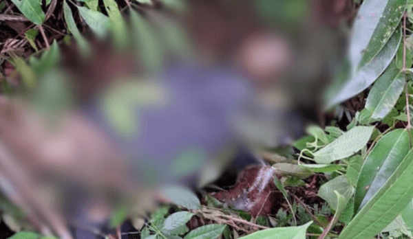 IMAGEM FORTE: Corpo em decomposição é encontrado em área de mata, em Manaus