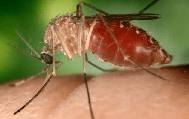 Febre Oropouche: FVS fala sobre enfrentamento à doença no Amazonas em simpósio na Bahia