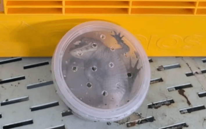 Jacaré é encontrado pela Receita Federal dentro de encomenda em Fortaleza