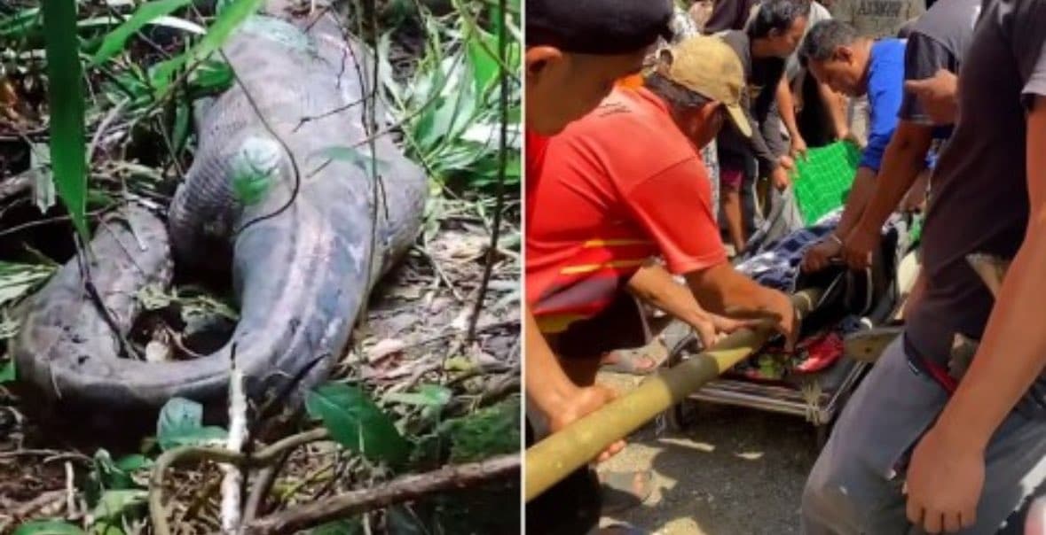 VÍDEO: Mulher é encontrada morta dentro de cobra gigante na Indonésia