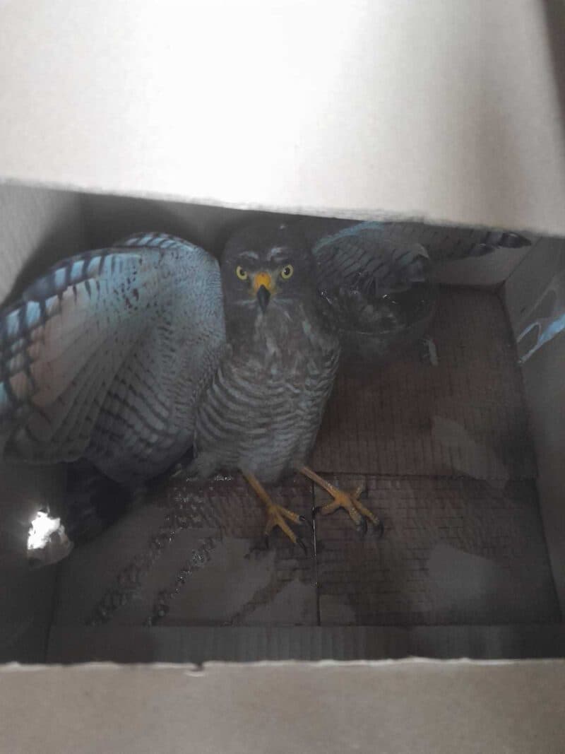 Gavião-carijó e papagaio são resgatados por policiais em Manaus