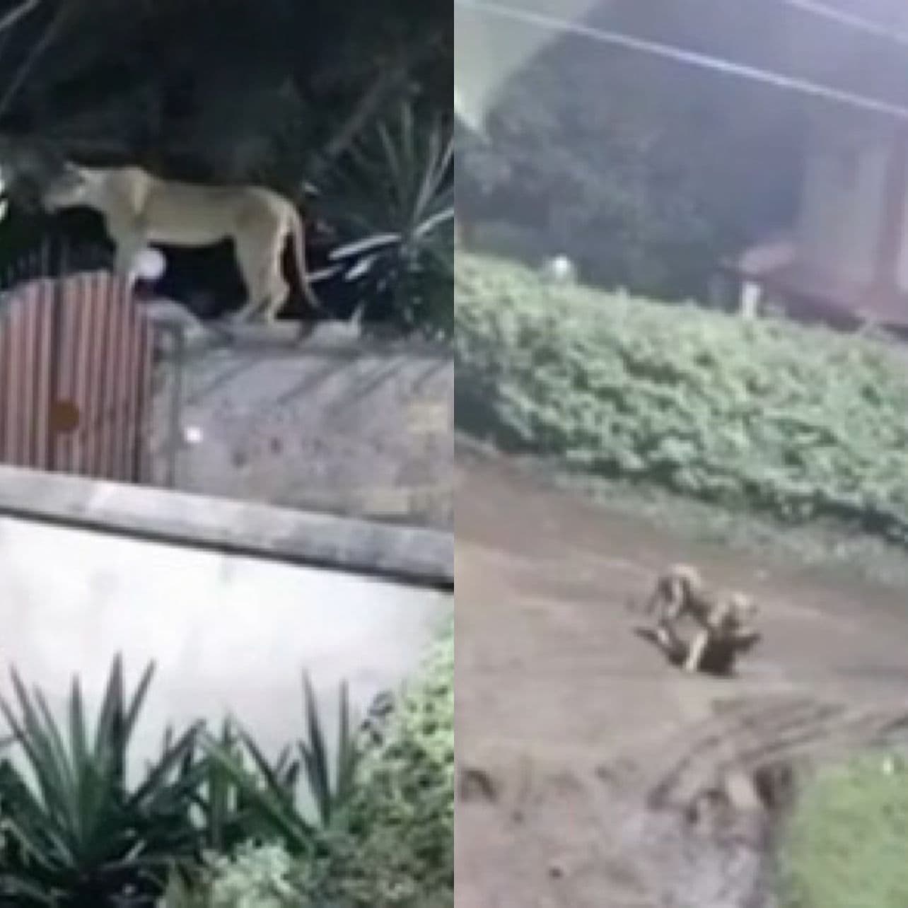 VÍDEO: Leoa invade casa, mata Rottweiler e foge com o corpo no Quênia