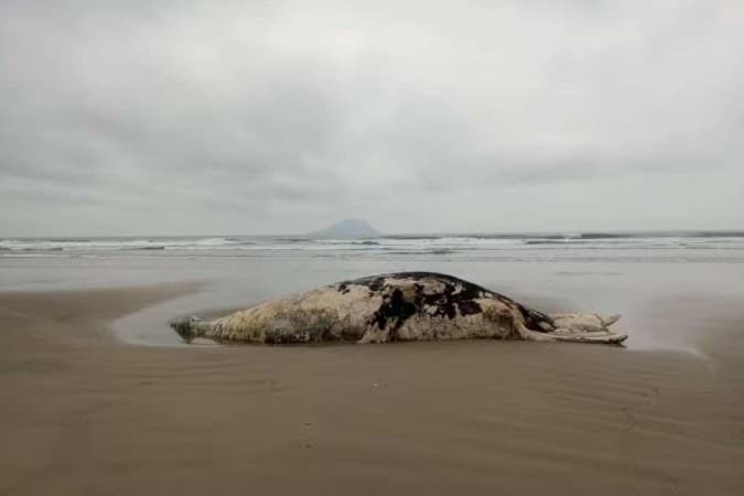 Em uma semana, três baleias-jubarte são encontradas mortas no litoral Norte de SP