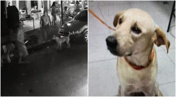 VÍDEO: Homem que matou cachorro a facadas é preso em Manaus