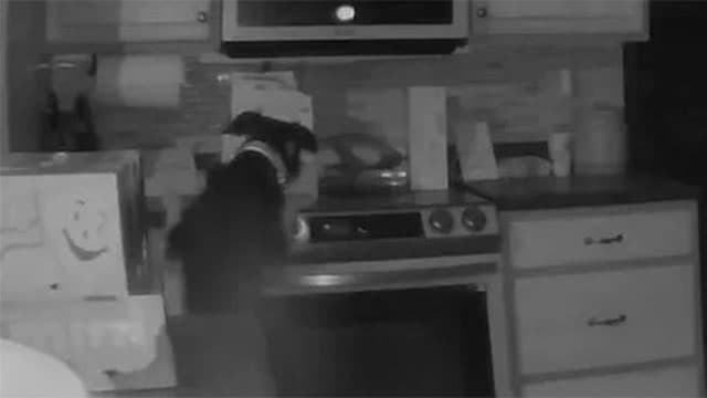 VÍDEO: Nos EUA, cachorro põe fogo em casa “sem querer” ao ligar fogão acidentalmente
