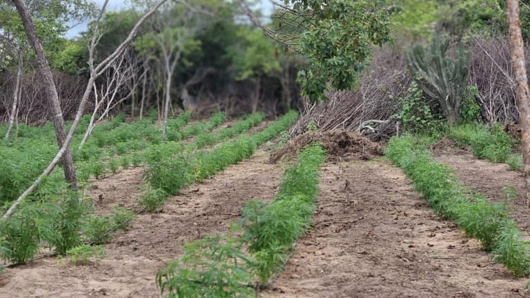 PF destrói 47 mil pés de maconha no Sertão Pernambucano