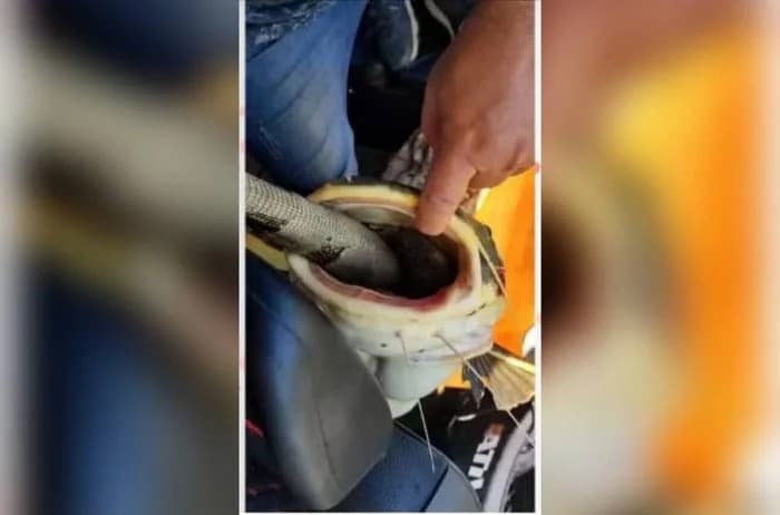 VÍDEO IMPRESSIONANTE: Pescadores salvam peixe que ficou “entalado” ao tentar engolir uma iguana