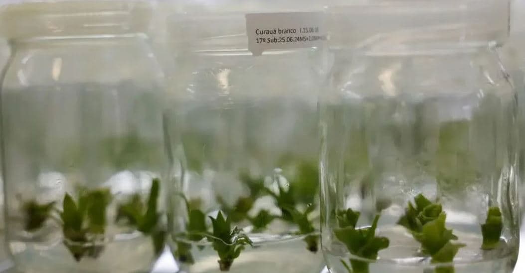 Bromélia da Amazônia pode ser alternativa ao plástico do petróleo