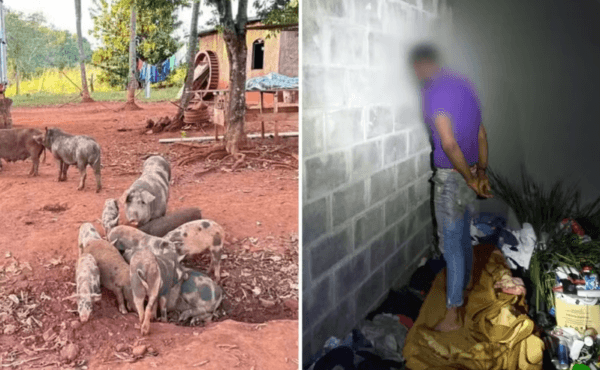 Homem é preso suspeito de envolvimento na morte de caseiro que foi devorado por porcos em Goiás