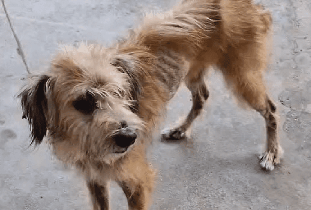 Crime ambiental: homem é preso por maus-tratos contra cachorro no bairro Zumbi dos Palmares