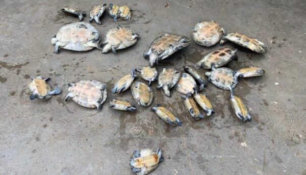 Crime ambiental: casal é preso com 26 quelônios escondidos em casa no interior do Amazonas