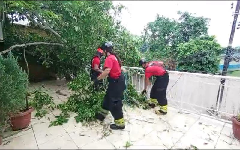 VÍDEO: Árvore cai em cima de telhado de casa durante chuva em Manaus