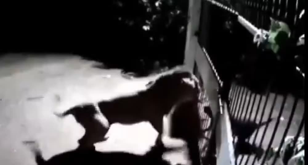 VÍDEO: Em momento tenso, cachorros enfrentam leões em vilarejo na Índia