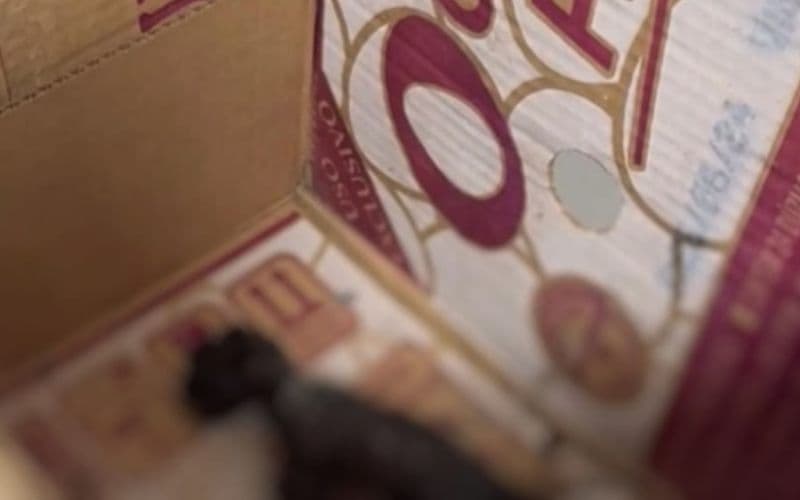 Mulher mata gato resgatado carbonizado no Jorge Teixeira