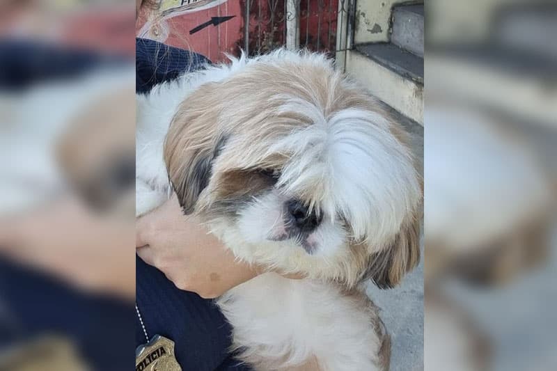 Cachorro da raça Shih Tzu furtado é devolvido à dona na zona Norte de Manaus