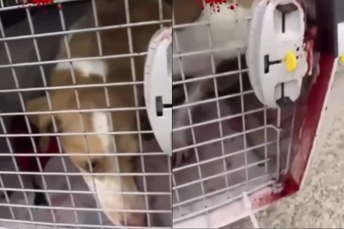 Vídeo: Cachorra é entregue ensanguentada após voo de Manaus a São Paulo