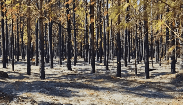 Incêndio atinge parte da floresta da Faber-Castell