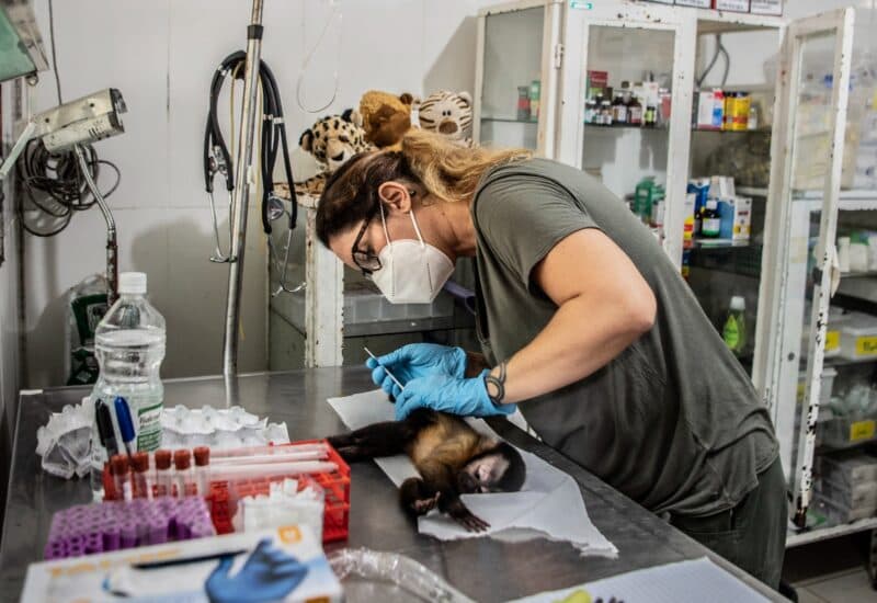 Pesquisa analisa parasitas encontrados no sauim-de-coleira que podem transmitir doenças