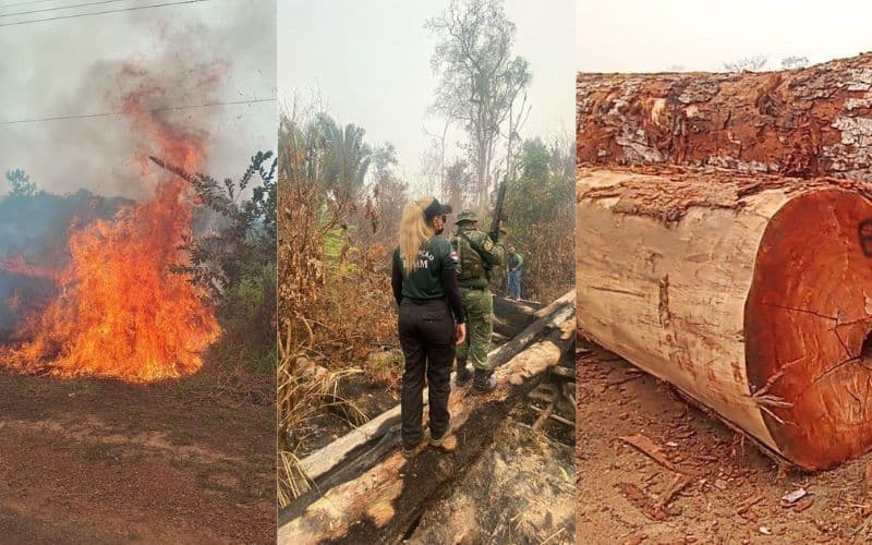 Operação Tamoiotatá: Mais de 100 milhões em multas são aplicadas em 140 dias de ações no sul do AM