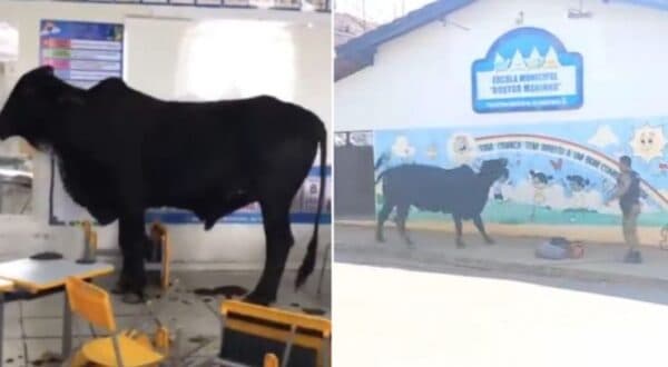 VÍDEO: Boi invade escola e deixa duas crianças feridas no interior de Minas Gerais