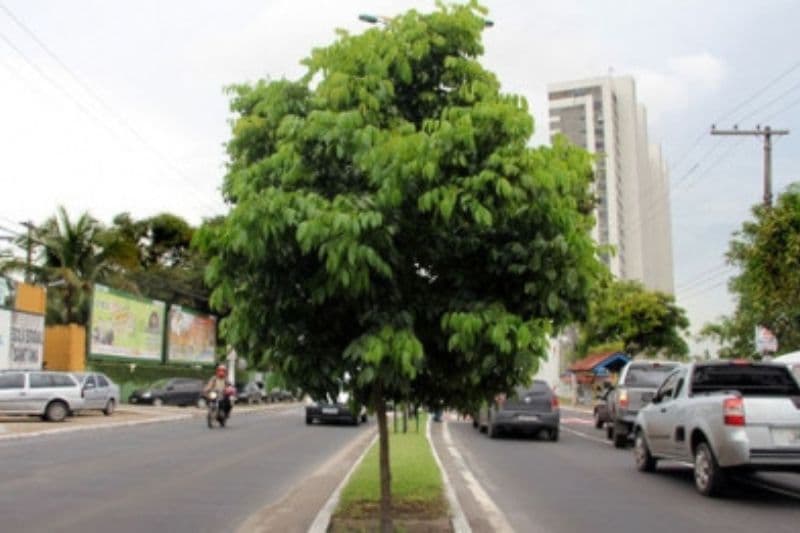 Vereador reclama de baixa arborização em Manaus e sugere medidas