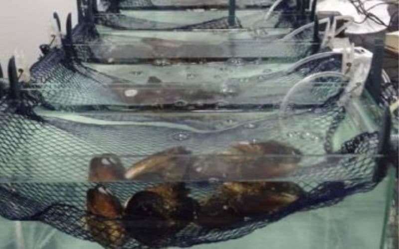 Cientistas monitoram contaminação por cocaína na Baía de Santos