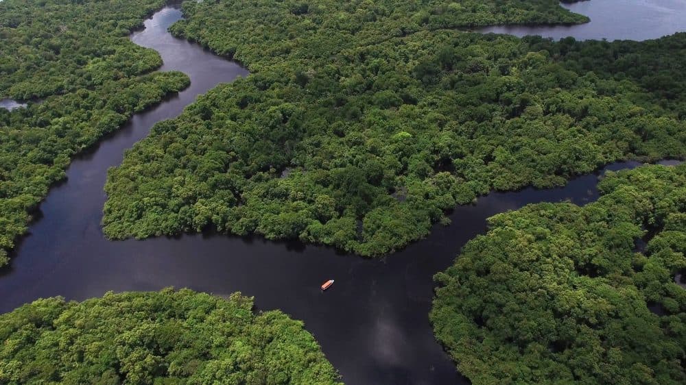 Descubra em quais países está a Floresta Amazônica