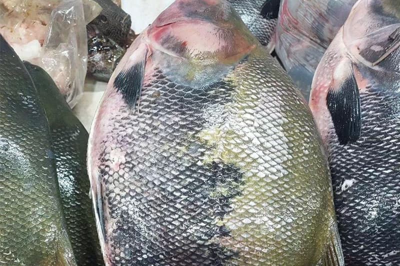 Homem que matou cliente por causa de peixe é preso em São Paulo de Olivença
