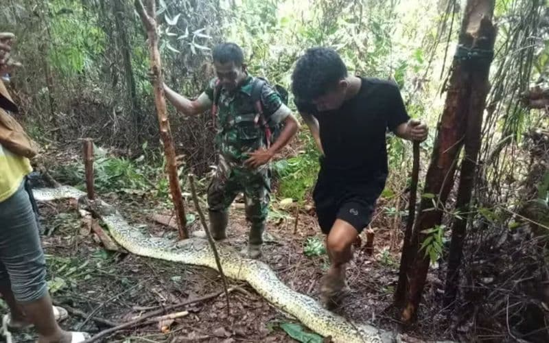 BIZARRO: Mulher é encontrada pelo marido sendo devorada por píton