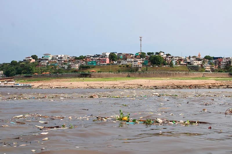 Fotógrafo faz registro de urubus devorando cadáver no rio Negro, em Manaus