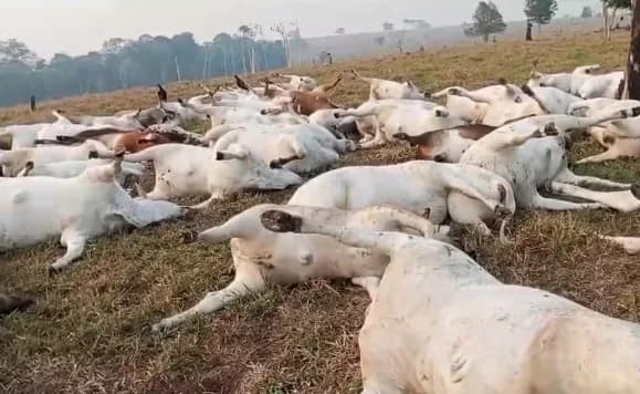 Vídeo: Morrem quase 100 cabeças de gado após serem atingidas por raio