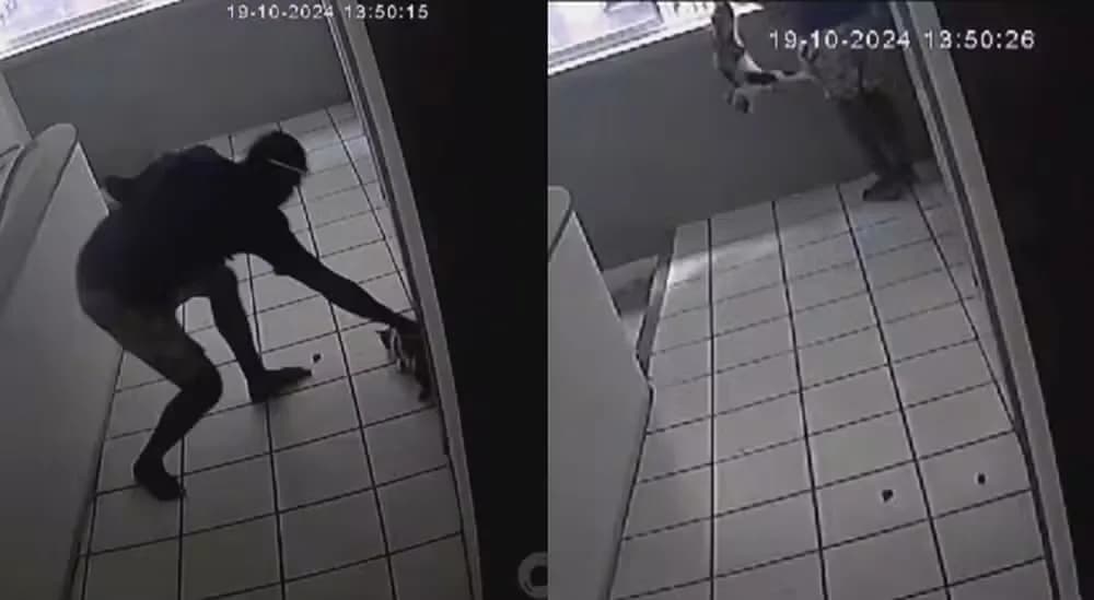 VÍDEO: Homem agride e arremessa gata do 8° andar em Recife; animal não sobrevive
