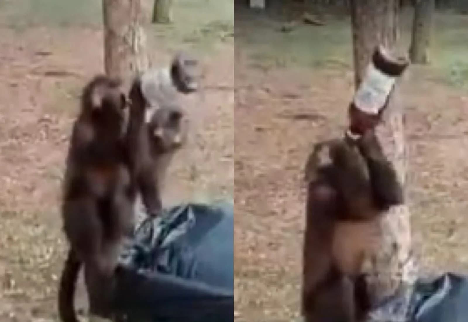 No Paraná, macaco-prego é flagrado com garrafa de cerveja em parque público