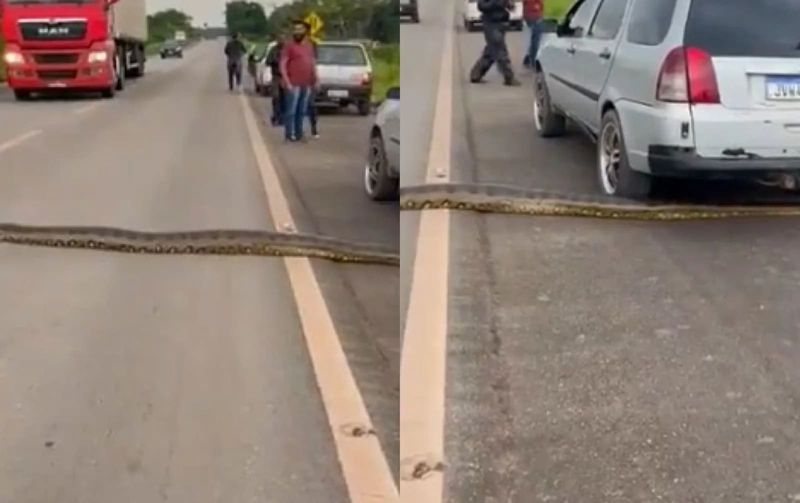 VÍDEO: Sucuri de 3 metros interrompe tráfego na BR-174 e viraliza nas redes sociais