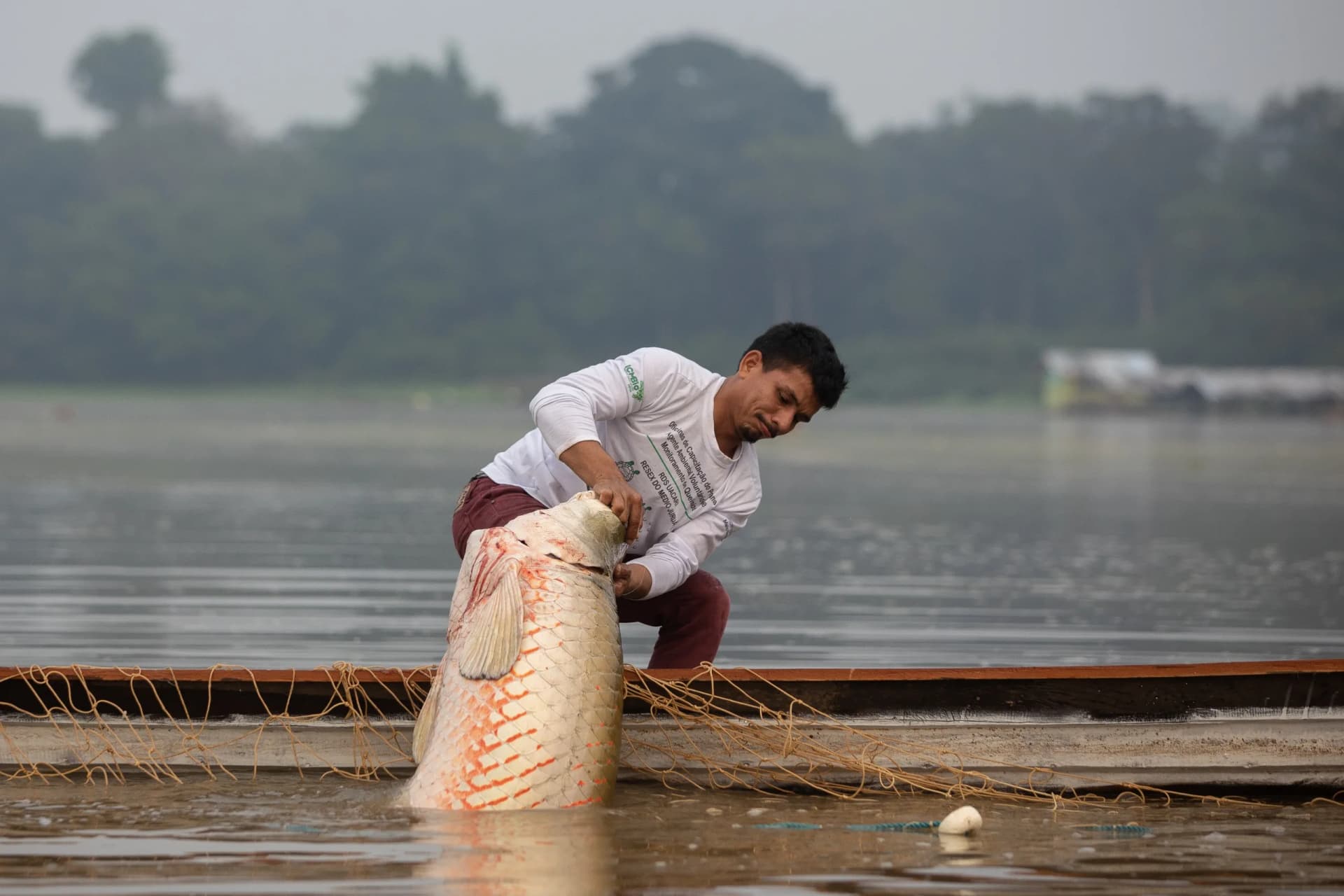 Seca no AM ameaça manejo do pirarucu: Organizações pedem ajuda em carta aberta