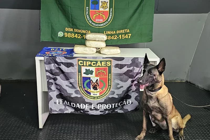 Base Fluvial Arpão 2: mulher é presa com mais de cinco quilos de skunk em Barcelos