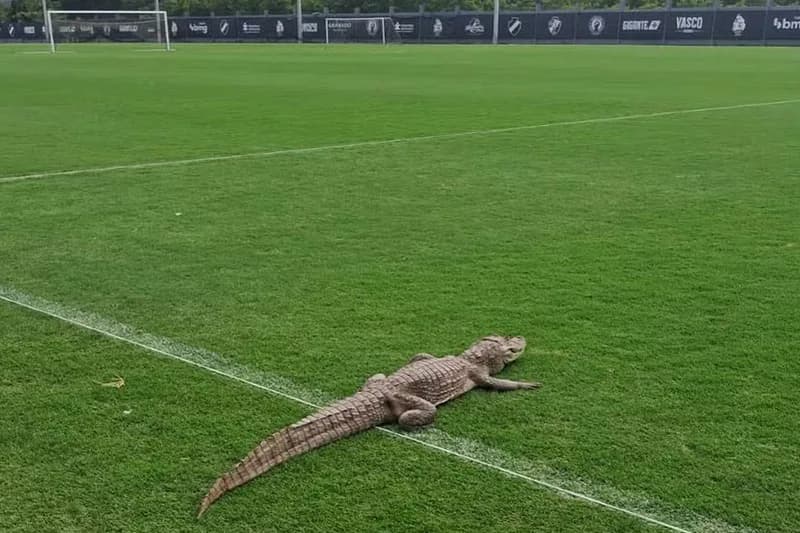 ‘Jacaré’ invade CT do Vasco, no Rio; local estava sem atividades de treino