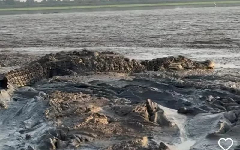 VÍDEO: Homem mostra ninho de jacarés no Careiro da Várzea