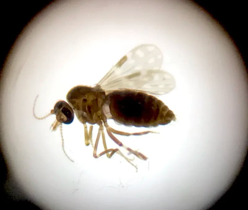 Novo vírus Oropouche está em circulação na Amazônia, diz estudo