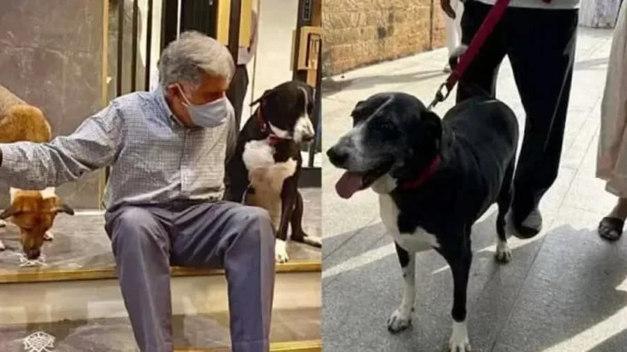 Empresário indiano morre e deixa fortuna de R$ 673 milhões para cachorro e mordomo