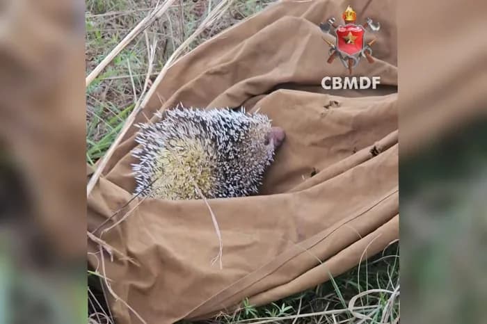VÍDEO: Porco-espinho fica preso em poste elétrico no DF e é resgatado por bombeiros