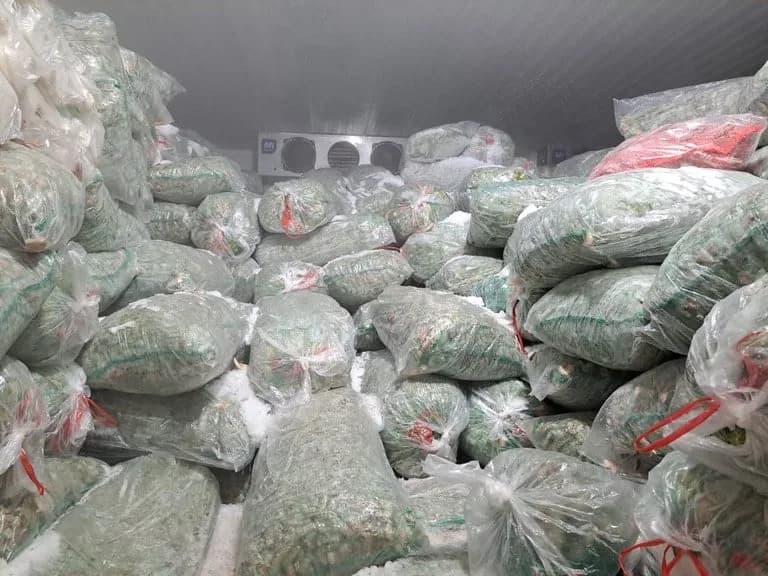 Ibama apreende 24 toneladas de camarão-rosa sem origem legal e doa para o Fome Zero