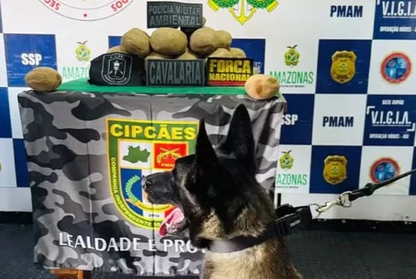 Mais de 18 kg de cocaína em formato de batatas são apreendidos no AM