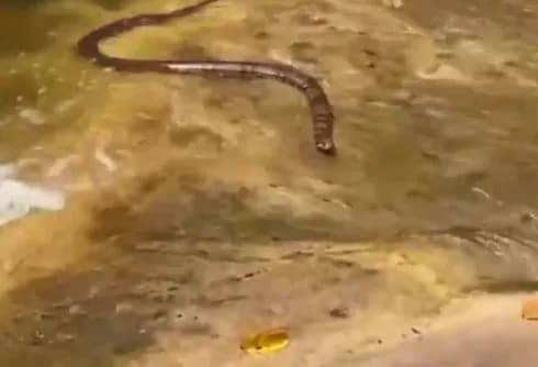 VÍDEO: Cobra assusta banhistas em cachoeira de Presidente Figueiredo